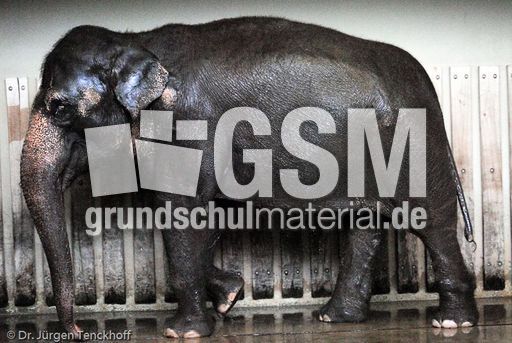 Asiatischer Elefant (17 von 21).jpg